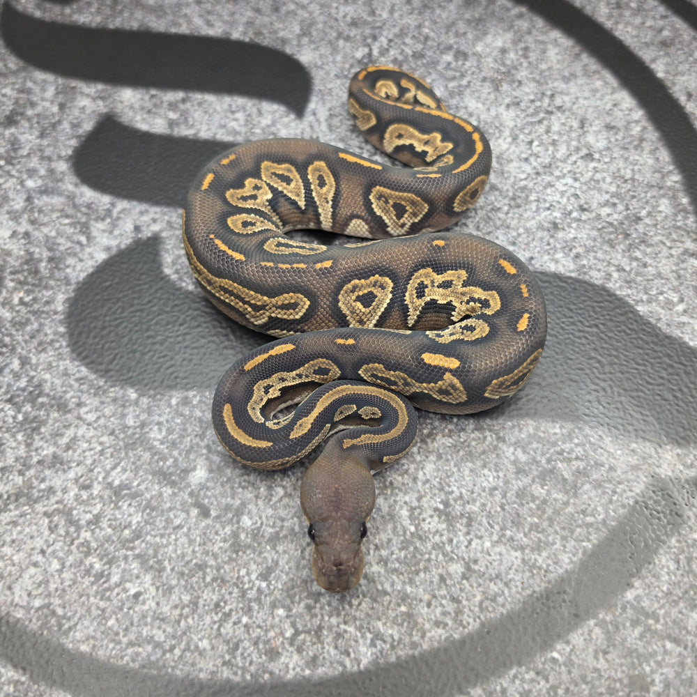 26 Super BH Hypo female