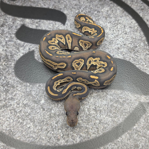 26 Super BH Hypo female