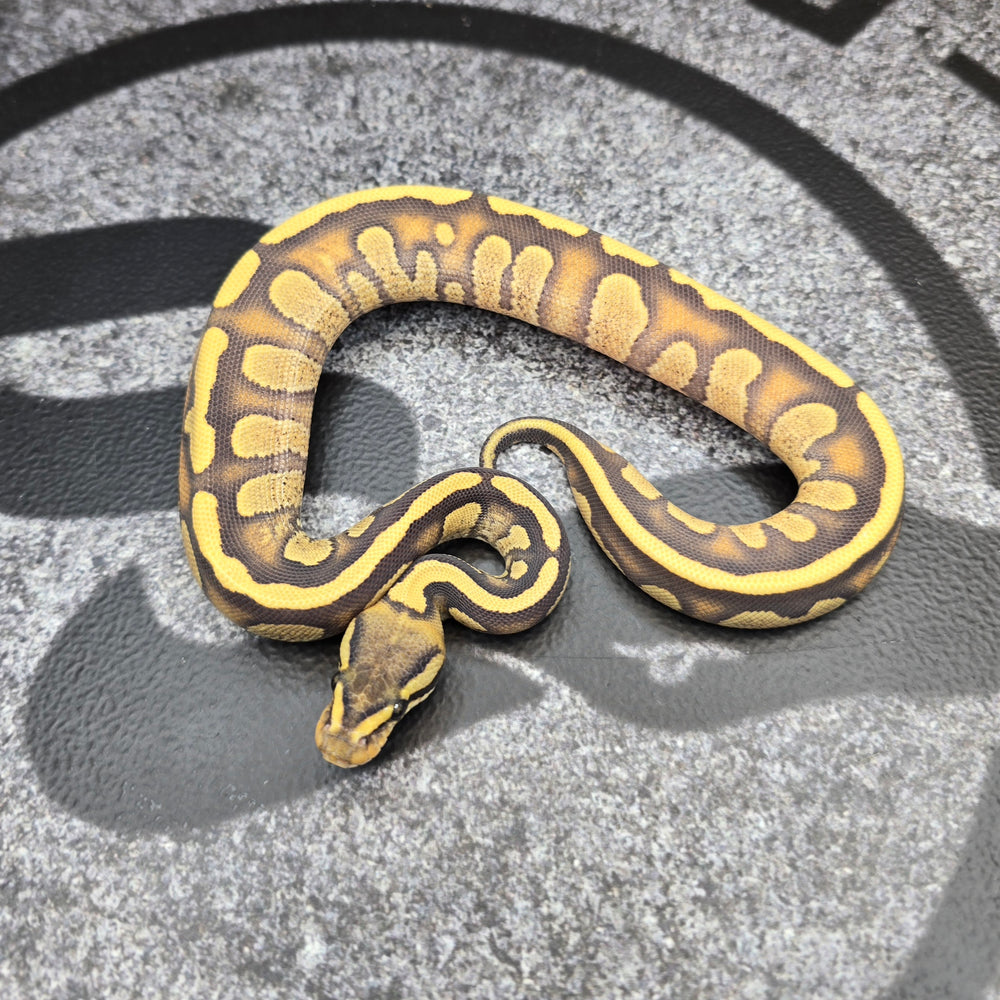 26 Stranger Enchi DG pos Fire female