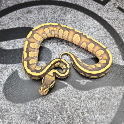 26 Stranger Enchi DG pos Fire female