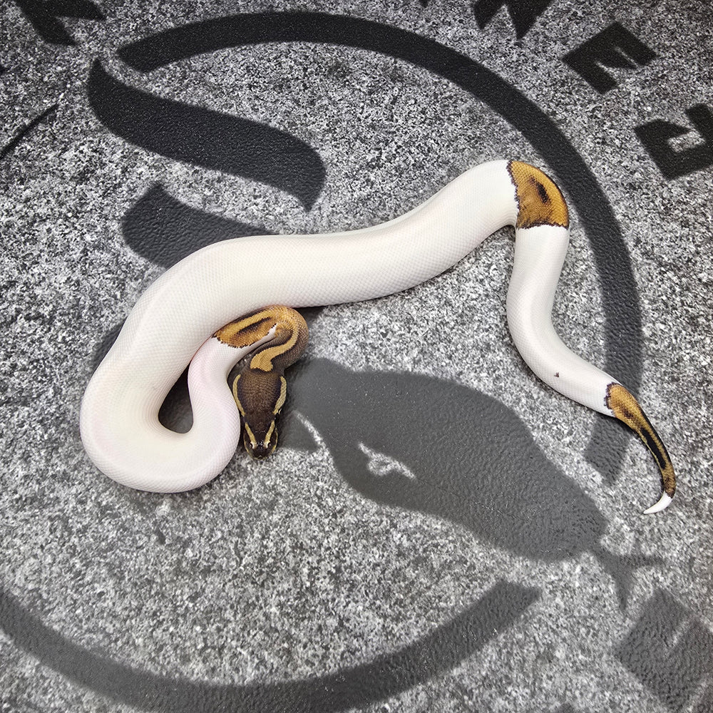 25 Chocolate Pied het DG het Hypo female