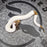25 Chocolate Pied het DG het Hypo female