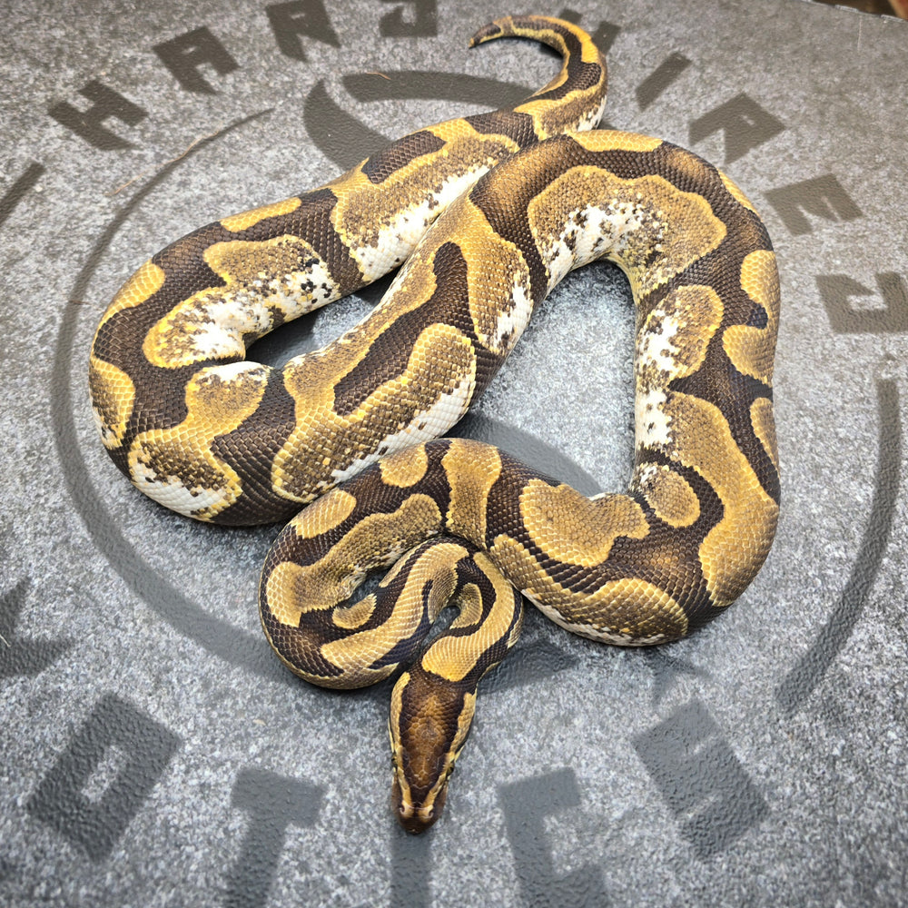 Proven Breeder "The Calico" line Calico het Lavender Albino female