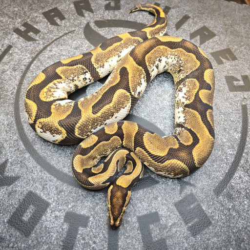 Proven Breeder "The Calico" line Calico het Lavender Albino female