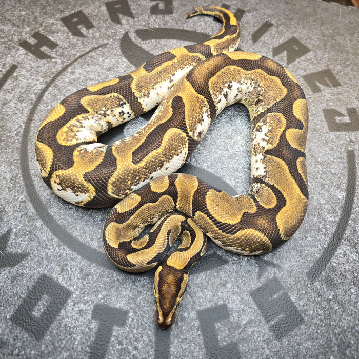 Proven Breeder "The Calico" line Calico het Lavender Albino female