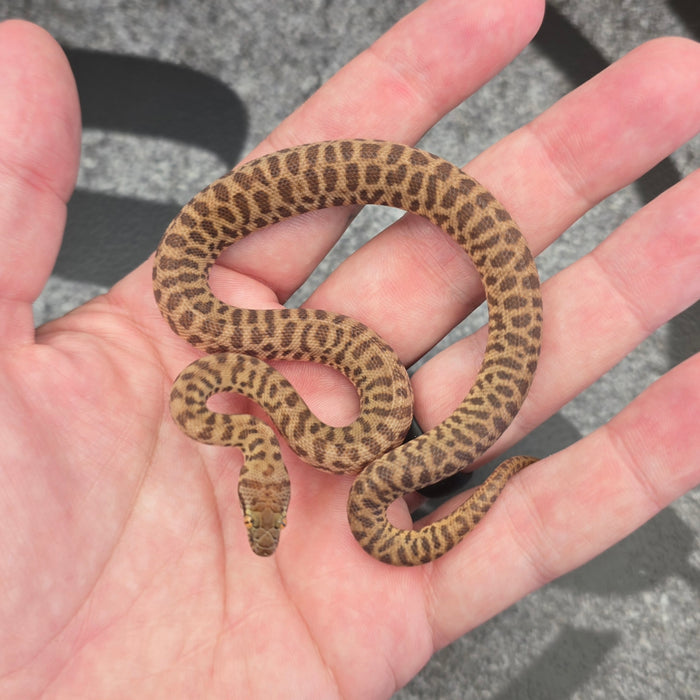 26 Children's Python 100het Black Eyed male