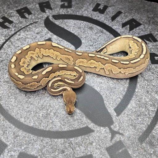 24 Cinnamon Mocha het Paint female