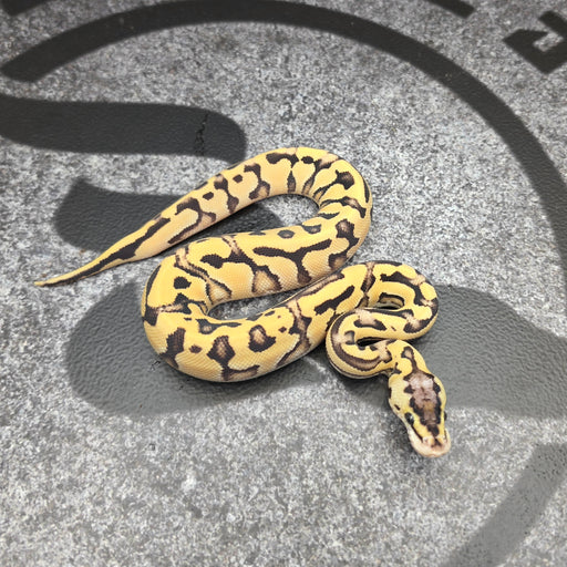 26 Pastel OD Fire Puzzle female