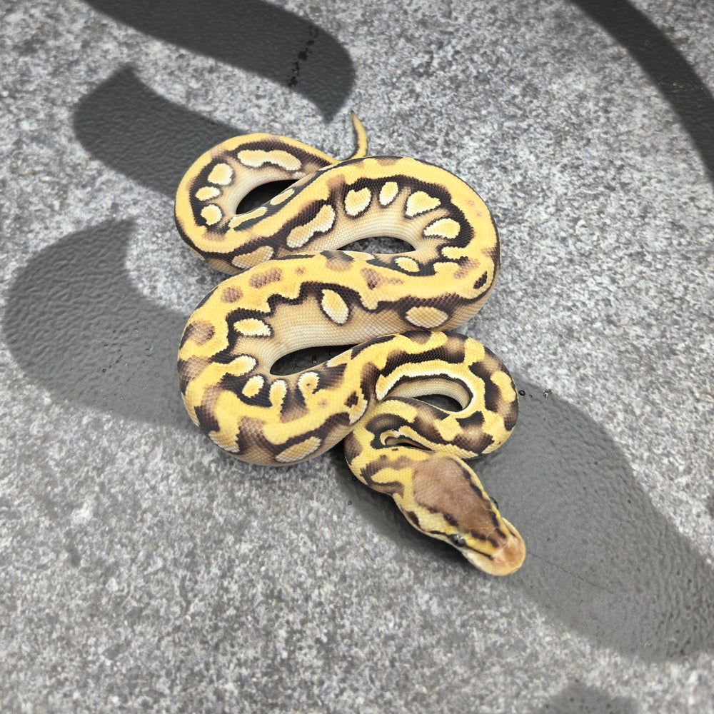 26 Pastel OD Mojave Puzzle female