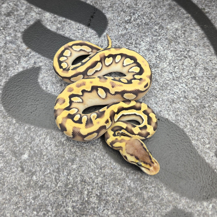 26 Pastel OD Mojave Puzzle female