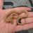 26 Tpos het Hypo African House Snake female 06F7