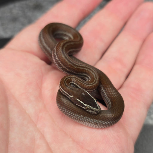 26 Pure Racerback Africa House Snake female F6
