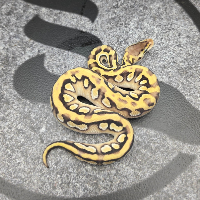 26 Pastel OD Mojave Puzzle female