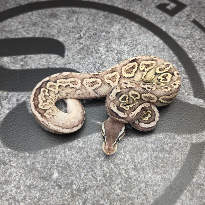 26 Pastel Furrow Cinnamon YB male