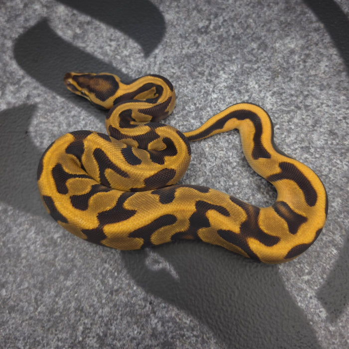 26 Enchi Leopard het Hypo probably NR Mandarin probably OD female