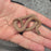 26 Hypo het Tpos African House Snake female 13F7