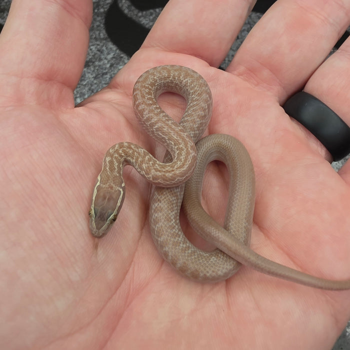 26 Hypo het Tpos African House Snake male 13M1
