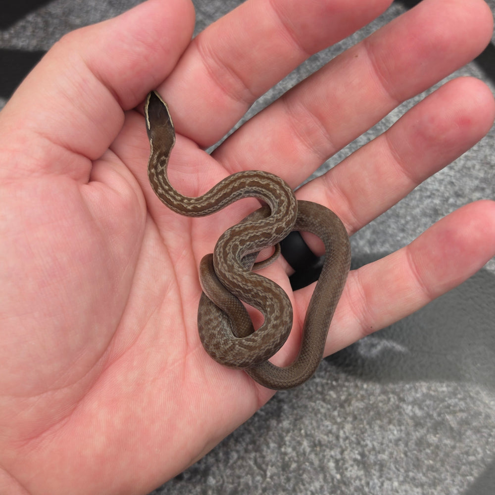 26 het Blue Eye 50% het Tpos female 11F3