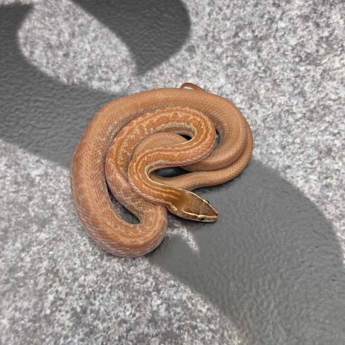 26 het Tpos het Blue Eye 50% het Hypo male