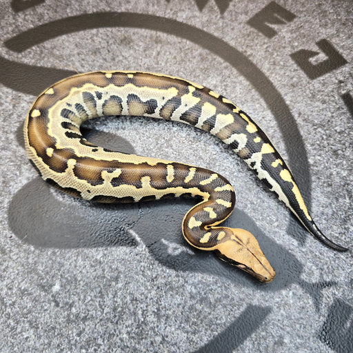 25 Borneo Short Tail Python female