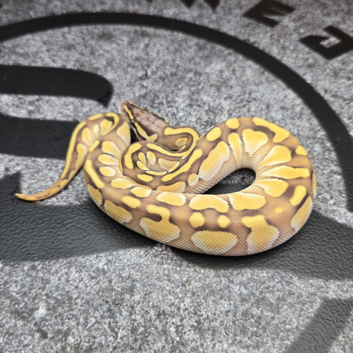 26 Pastel Enchi Butter het DG het Hypo female