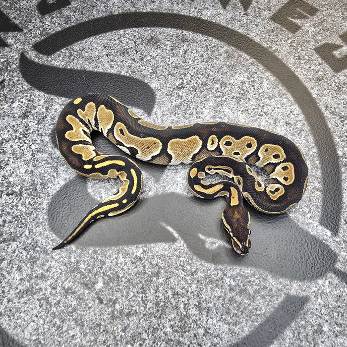 25 BH het DG Pied female