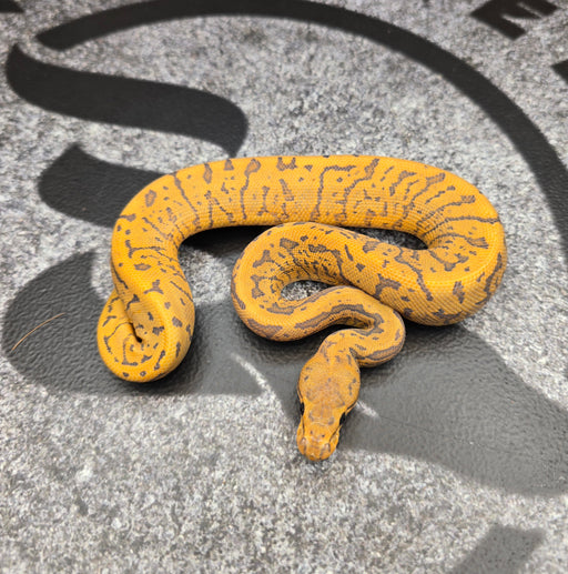 26 Acid Pin GHI YB Hypo female