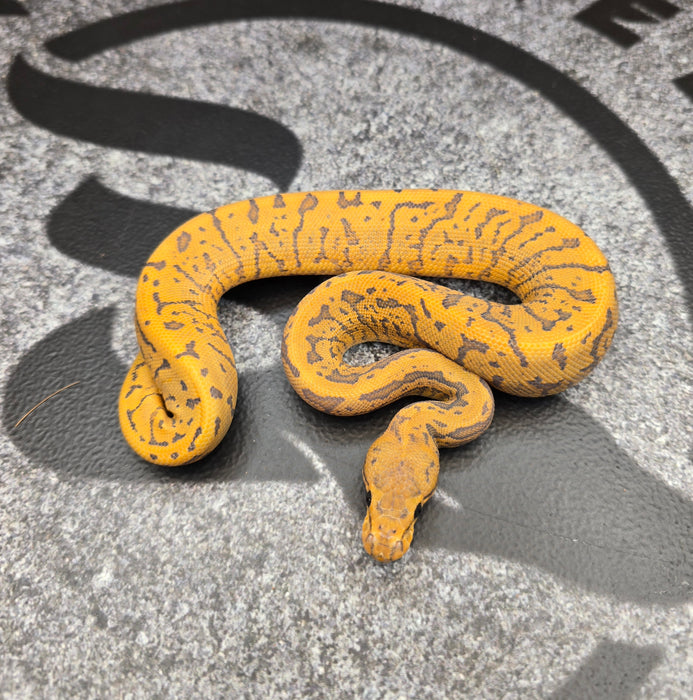 26 Acid Pin GHI YB Hypo female
