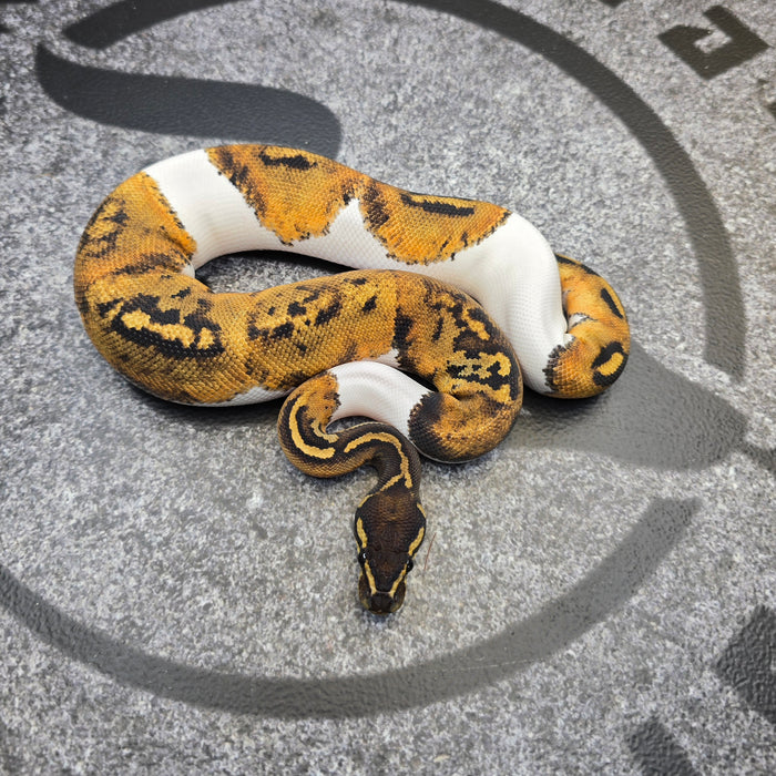 24 BH (pos YB) Pied female