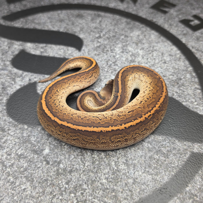 26 BlackHead Black Pastel Pinstripe het Hypo het Paint female