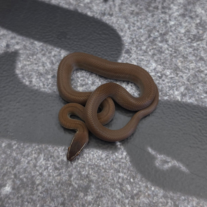 26 50% Uganda Green 50% Racerback male African House Snake