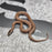 26 Pure Racerback Africa House Snake female