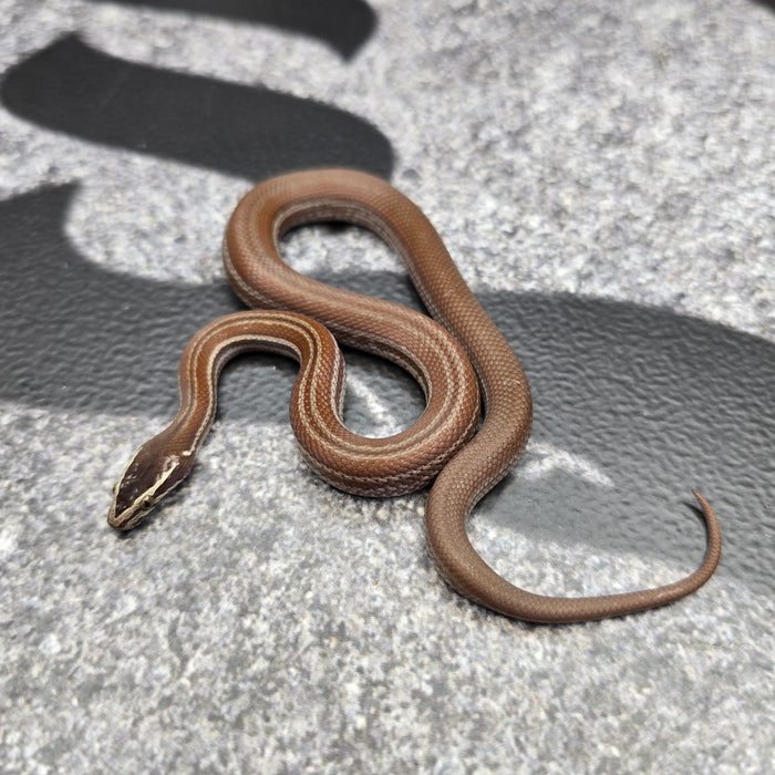 26 Pure Racerback Africa House Snake female