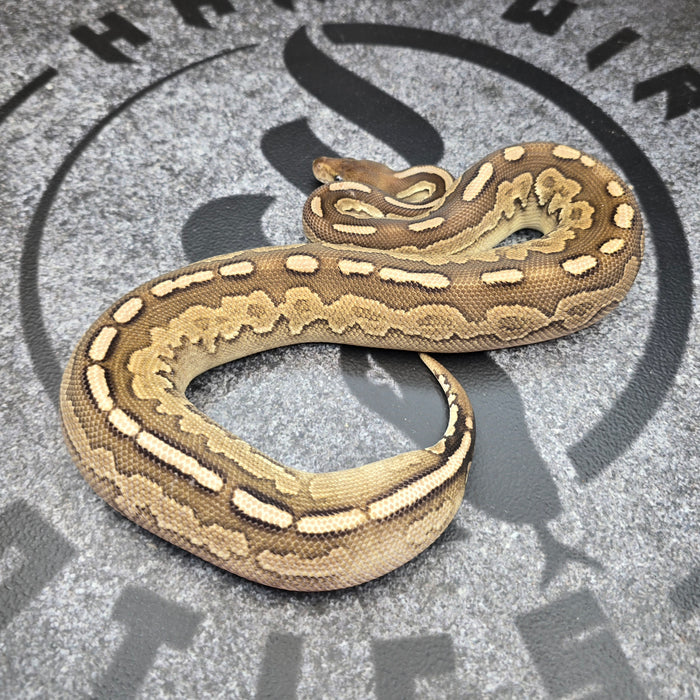 24 Cinnamon Mocha het Paint female