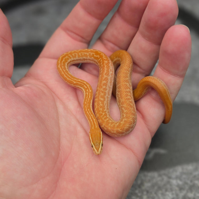 26 Tpos het Blue Eye 50% het Hypo female 09F5