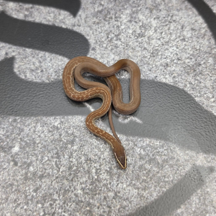 26 het Tpos het Blue Eye 50% het Hypo female 09F7