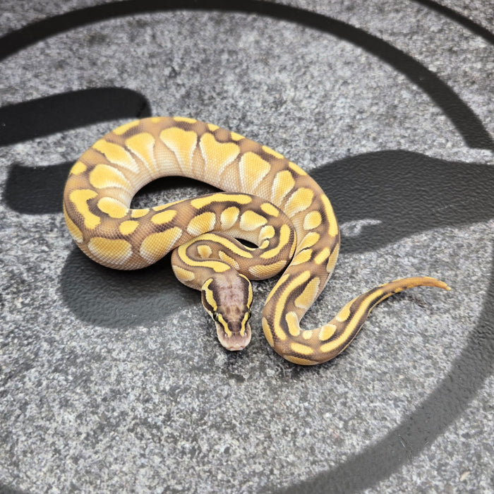 26 Pastel Enchi Butter het DG het Hypo female