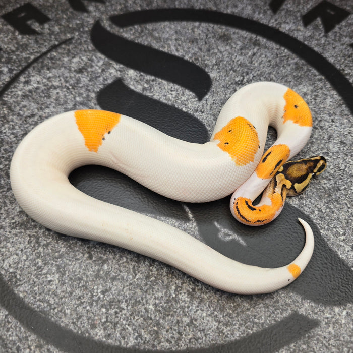 Super OD Pied het Hypo female