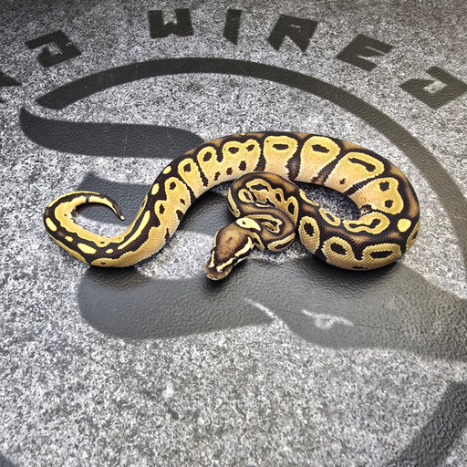 24 HRA OD Fire het Albino male