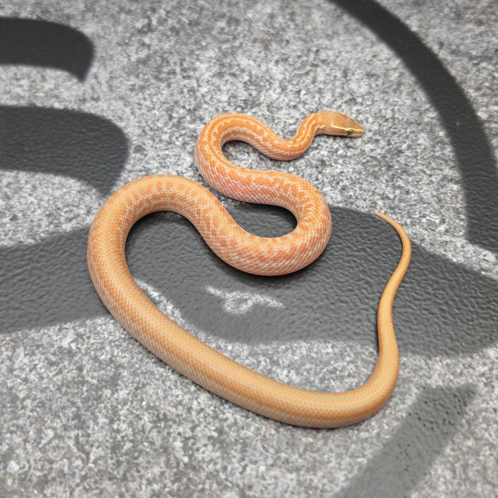 26 Tpos Albino het Hypo female 06F8