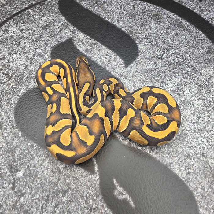 26 Black Head OD Enchi Hypo male