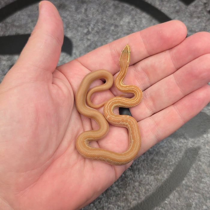 26 Tpos Albino het Hypo female 17F9