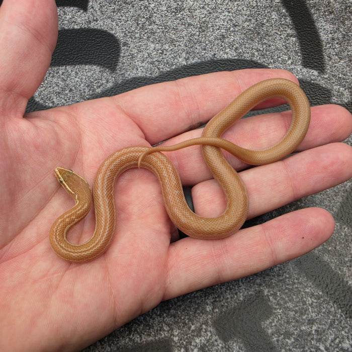 26 Tpos het Hypo African House Snake female 06F7