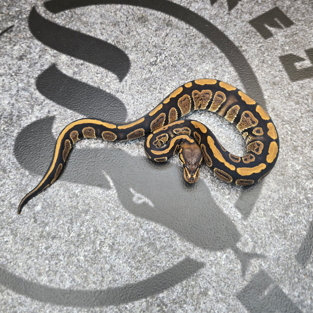 25 Stranger het Albino female