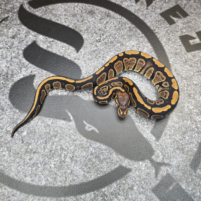 25 Stranger het Albino female