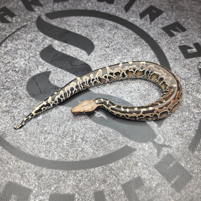 26 Chromehead Short Tail female F1