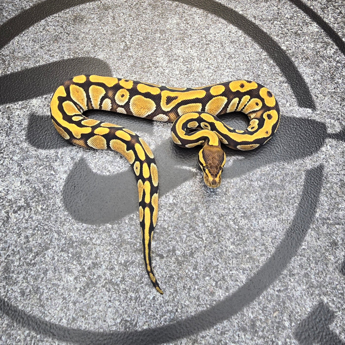 25 Cypress het DG het Hypo female