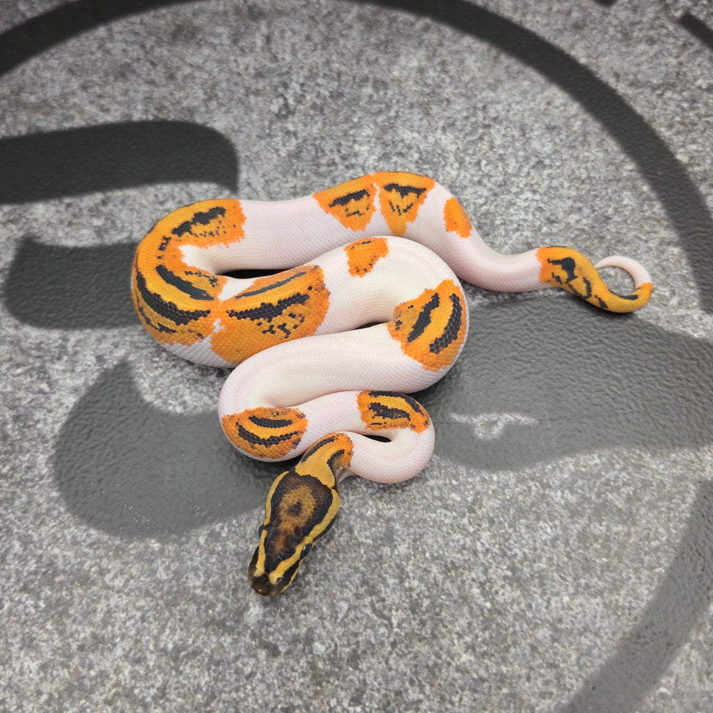 26 OD YB Pied het Hypo male