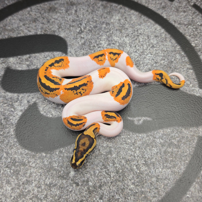 26 OD YB Pied het Hypo male