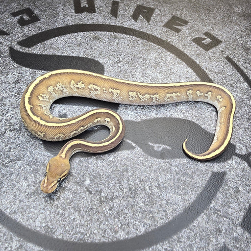 25 Fire Stranger Mojave het Hypo 50% het DG male